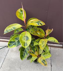 8” big ficus Shiveriana w/ multiple plants