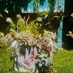 Succulent Arrangement!!