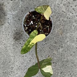 Philodendron Billietiae X Florida Beauty Variegated Sprouted Mid Cut Rooted New Hybrid 