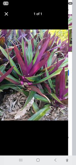 Landscape plants