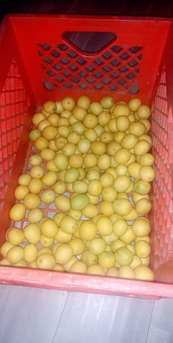 Lemons 🍋