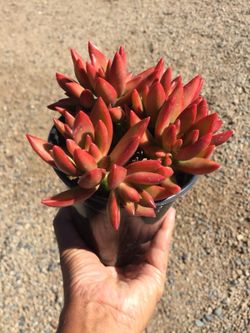 Succulents- Fire storm 4”