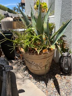 Large succulents