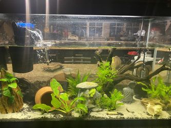 Tank