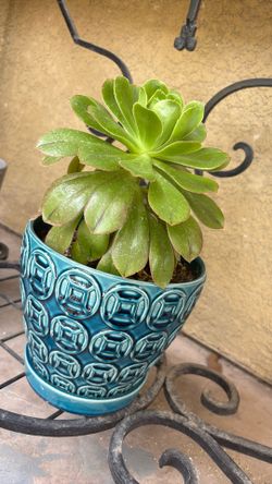 Aeonium 