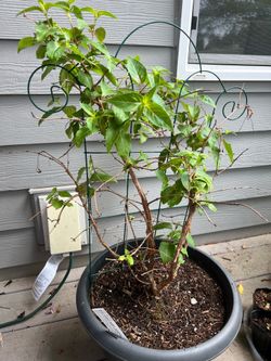 Deep Purple Hardy Fuchsia Plant
