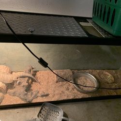 100 Dollar Toy Comes With Everything 