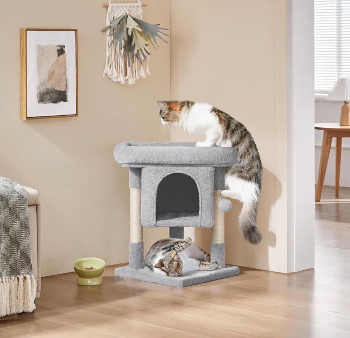 Light grey cat Kondo 592653