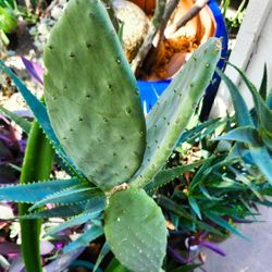 Spineless Prickly Pear Cactus - Opuntia Ficus Indica - Nopales - 4' ft. Tall! 🌵