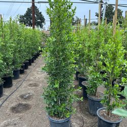 Ficus Nitida Privacy Hedge