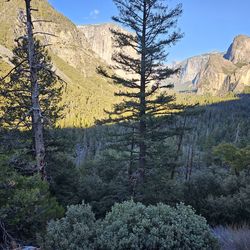 Big Bear passed 4 pack