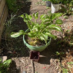 Midrib Hosta