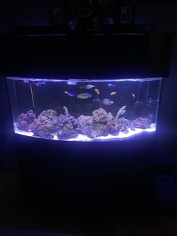 72 Bowfront Fish Tank Open To Trade