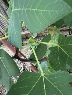 Fruit Tree For Sale Or Trade