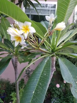 Yellow white plumeria
