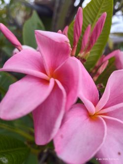 Plumeria plant