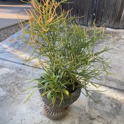 Three Plants In One Pot “Pencil Cactus/ Murphy’s Agave And Elephant Food”