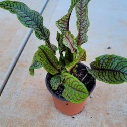 Red Veined Sorrel Live Plant