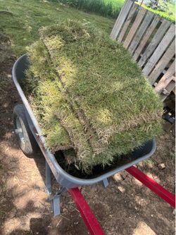 Bermuda grass At $3 each, that's 15 pieces