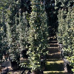 Star Jasmine