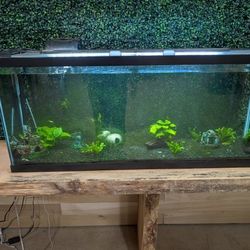 55 Gallon Aquarium All In