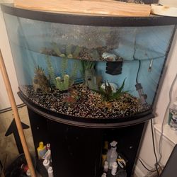 Fish Tank 