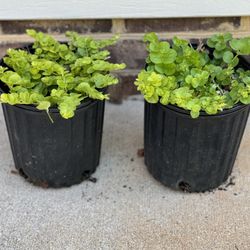 2 Creeping Jenny Ground Cover Plants