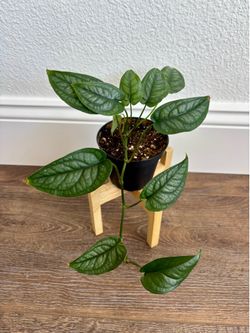 Monstera Siltepecana (without pot)