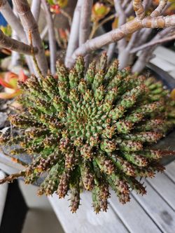 Euphorbia flanangii Medusa's Head'