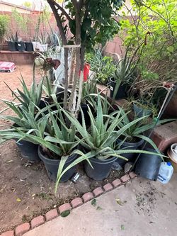 Aloe Vera Plants Available