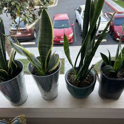Snake Plants " Price For All Four 