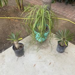 3 Plant Package Deal