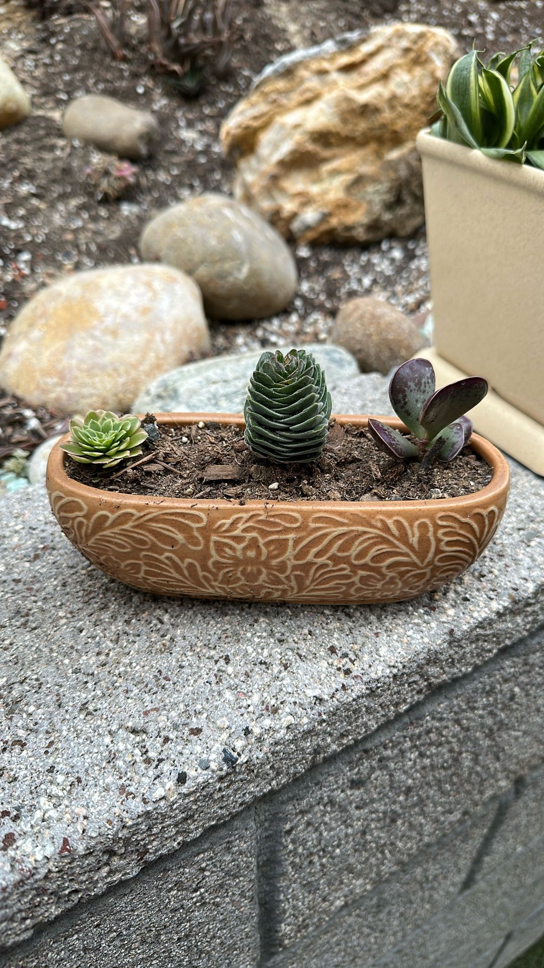 Succulents In Ceramic Planter