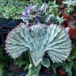PLANT SALE $2 $5 $6 SATURDAY IN SAN LORENZO  SATURDAY  1PM TO 5PM
Aoeniums. Succulents. Tons of selections
Great prices. 
Come check it out. 
Saturday