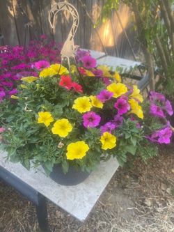 plant for garden
