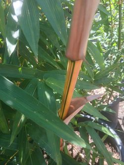 Bamboo  Rare yellow green