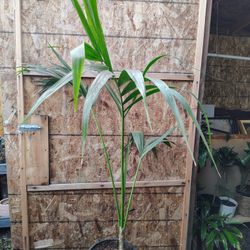 Kentia Palm 