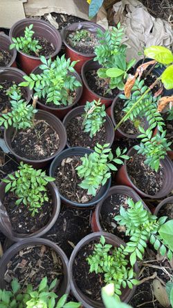 Curry Leaf plants