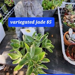 VARIEGATED JADE ONLY $5.  PLUS 1000 MORE SUCCULENTS. SAN LORENZO