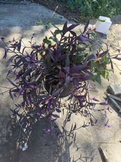 💜 Purple Heart plants