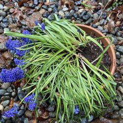 Large Pot Full Of Grape hyacinth, Muscari, Perennial Plant