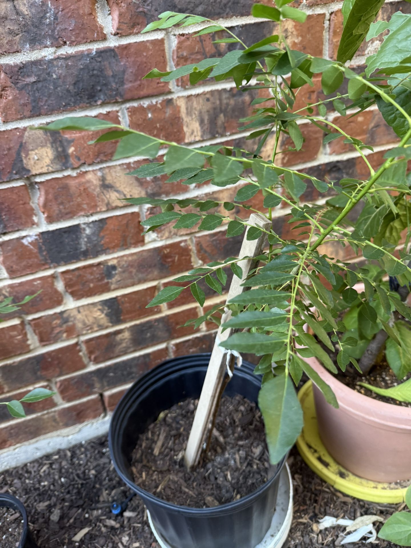 Curry plant 1.5FT