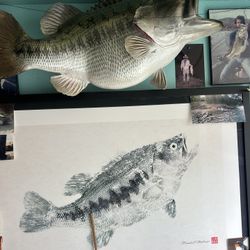 18 Pound Largemouth Bass Mount With Gyotaku lithograph