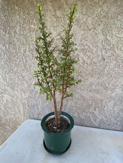34” Elephant Bush TREE/Portulacaria afra (green Ceramic)