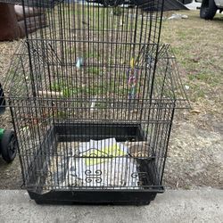Bird Cage 