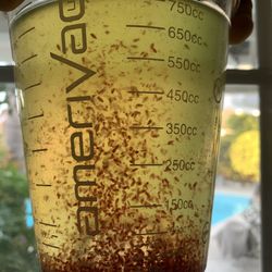 Daphnia Fish Food By The Bucket or 12 Oz Cup
