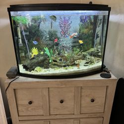 Bow  Fish Tank And Fish
