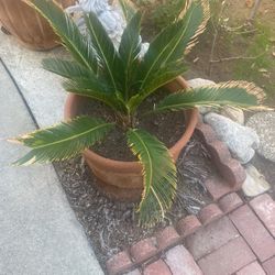 Sago Palm For Sale