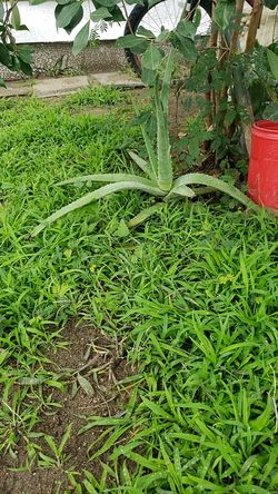 Aloe vera savila