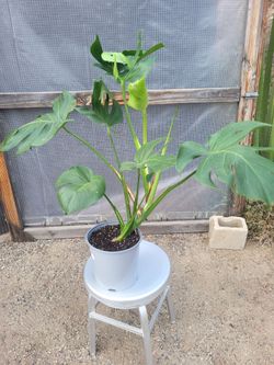 Monstera Plant 10" Nursery Pot